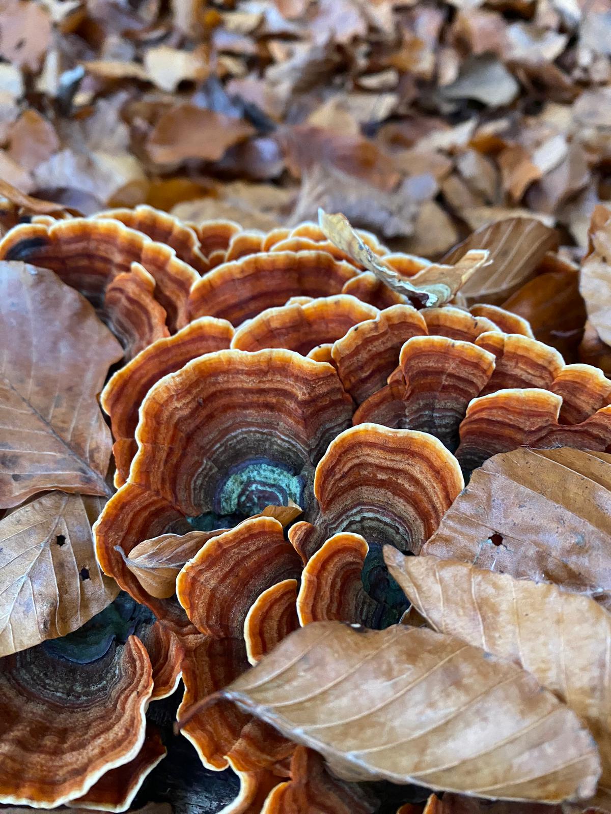Trametes versicolor – comme l'indique son nom scientifique, cette « queue de dinde » se distingue par ses multiples couleurs et motifs.